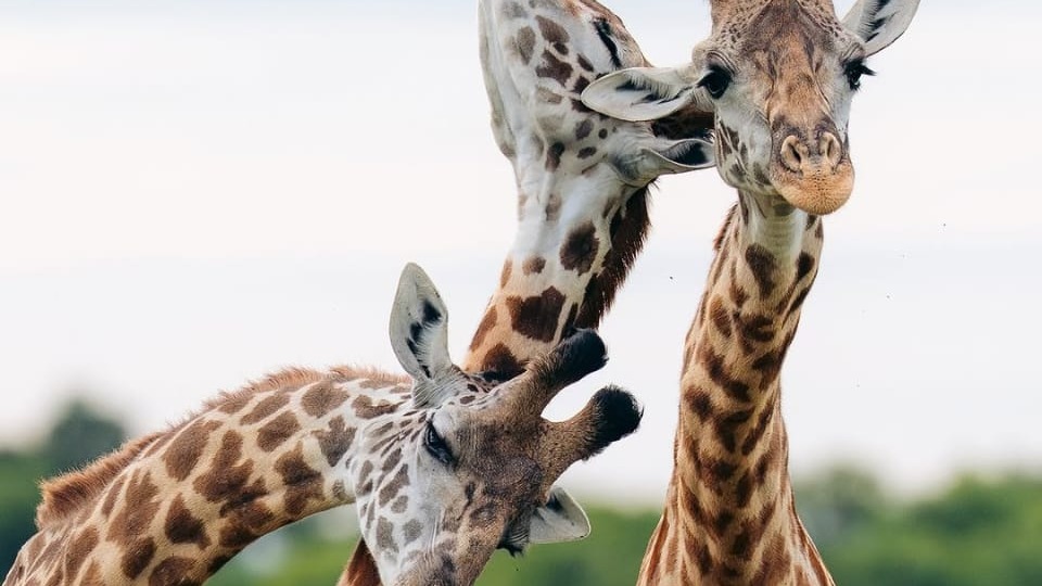 3-Day Tanzania Highlights Safari: Tarangire, Ngorongoro Crater & Lake Manyara - Image - 12005